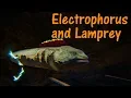 Electrophorus and Lamprey Educational Special 84