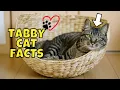 10 Fun Facts About Tabby Cats