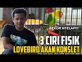 Lagu LOVEBIRD KONSLET Ternyata BISA DI TERAWANG DARI CIRI FISIKNYA