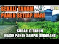 Download Lagu Sekali Tanam Panen Terus Setiap Hari / sudah jalan 17 Tahun