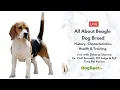 All About Beagle History Characteristics Health Training