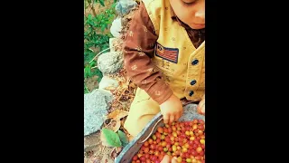 البن الخولاني قهوة اليمن صعدة امطار اكسبلور النظافه تصويري Yemen 