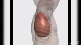 ماذا يحدث للجسم أثناء عملية التنفس 