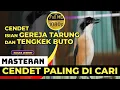 Download Lagu Cendet Isian Gereja Tarung Sambung Tengkek Buto Bagus Buat Masteran