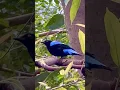 Download Lagu Asian fairy-bluebird (Irena puella) in Copenhagen ZOO @CopenhagenZooTV #bird #birds