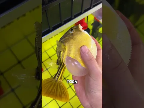 After Inflating Too Much, the Pufferfish’s Belly