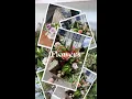 Fresh Flowers Havelock North Sq