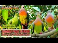 Download Lagu sura pikat burung punai. bunyi gerobolan super jernih