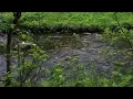 Celestial Aeon Project — “Woodland Realm” [Extended] (45 Min.)