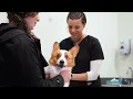 What Does a Vet Tech Do