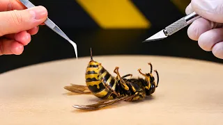 WHAT'S INSIDE THE HORNET? WE OPEN THE DIED HORNET AND LOOK UNDER THE MICROSCOPE