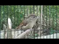 Download Lagu BURUNG SULINGAN JATI GACORR.BAGUS NIH BUAT MASTERAN BURUNG MURAI