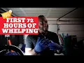 3 tips to whelping in the first 72Hrs