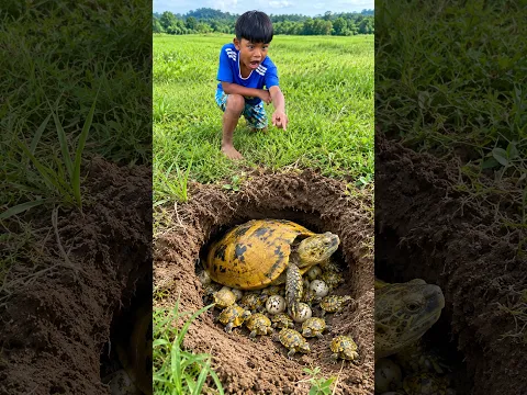 Survival Skills: SIMPLE and USEFUL with Turtles trapping tool #survival #bushcraft #fishing #animals