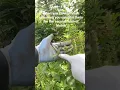 Lagu You can trim your salvias for the second flush of blooms
