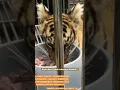 Download Lagu jinora kecil takut makanannya diambil alshad#jinora#alshad#tiger