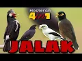 Download Lagu Masteran JALAK 4in1