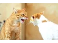 Download Lagu Funny Cats Arguing - Cats Talking To Each Other Compilation || NEW HD