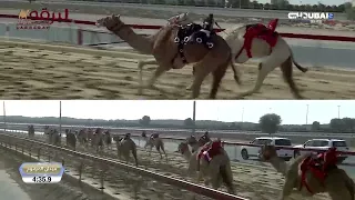 ش7 هملولة لـ هجن الرئاسة حمدان محمد بن مروشد المرموم الأسبوع الخامس 09 11 2025 جذاع بكار 9 19 5 