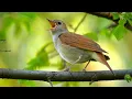 Download Lagu Suara burung – Burung bulbul biasa (Luscinia megarhynchos)