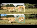 Improving 3D Markerless Pose Estimation of Animals in the Wild using Low-Cost Cameras IROS 2022