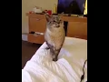 Download Lagu Kucing Bersin