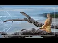 Best 10 Min Guided Meditation Master Your Mind To Eliminate Stress Fear Anxiety