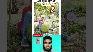 ابن آوى أكبر منه                                                       دندنها