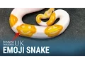 A selective python breeder spent 8 years making an Emoji snake
