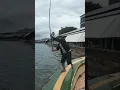 Download Lagu Cara Mancing Ikan Besar Di Pinggir Laut #shorts #shortvideo #short #shortsvideo #shortsfeed