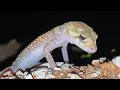Have you ever heard a barking gecko bark