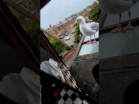 They Sent Us A Painting Of My Pet Seagull!!
