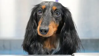 The Wild Wiener A National Groomographic Special