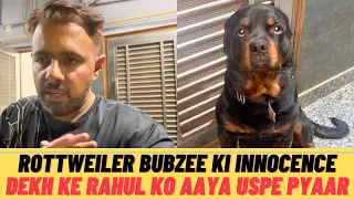 Download Rottweiler Bubzee Ki Innocence Dekh Ke Rahul Ko Aaya Bubzee Pe Bohot Saara Pyaar MP3