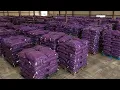 How Louisiana Produces 3 BILLION CRAWFISH per year