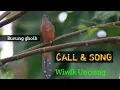 Download Lagu Suara Wiwik Uncuing || Cacomantis sepulcralis || Rusty-breasted Cuckoo
