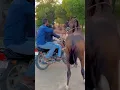 Download Lagu Horse power 💪 #shorts #viral #horse #horselover #viral #shortvideo #youtubeshorts #short_video