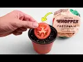 Download Lagu What Happens When You Grow a Tomato from a Burger King Whopper?