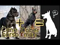 Top 8 Cane Corso Mix Breeds You Don t Know About