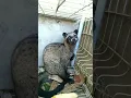 Download Lagu Musang pandan besar tertangkap #shorts #musanglovers #animals