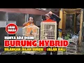 Lagu BURUNG HYBRID TERBARU - SILANGAN JALAK SUREN X JALAK BALI - LUAR BIASA GAYA DAN SUARANYA