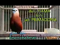 Lagu burung emprit kaji gacor Full isian