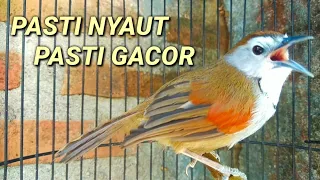 the crescent chested babbler bird song