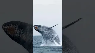 Humpback whales breaching off the coast of California. See linked video!