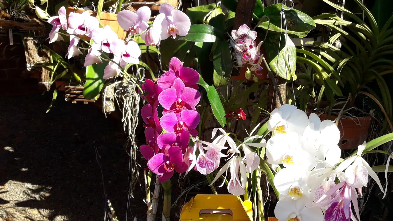 ADUBO ORGÂNICO PARA MINHAS ORQUÍDEAS