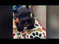 Brucite - Miniature Schnauzer Puppy for Sale in Dallas Texas
