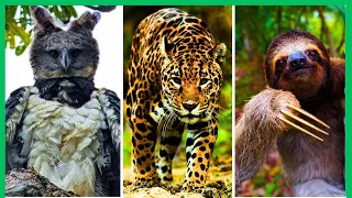 7 Animais INCRÍVEIS da AMAZÔNIA - Espécies de ANIMAIS que Só Existem na  FLORESTA AMAZÔNICA