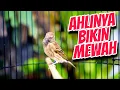 Download Lagu BLACKTHROAT GACOR SUARA JERNIH COCOK BUAT MASTERAN KENARI BAHAN CENGKOK IDAMAN