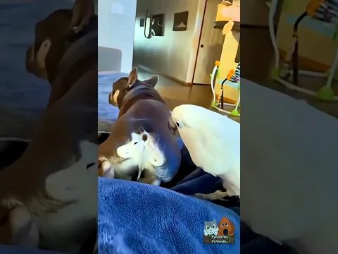 Funniest Animal Moments That Will Make You Laugh Out Loud! 🐶🐱😂 #shorts