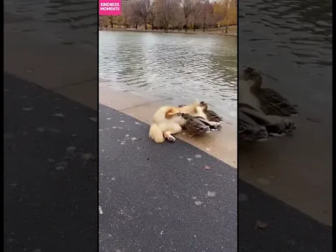 Kindness 🐶 Dog Befriends Ducks by the Lake #kindness #dogfriends #shorts